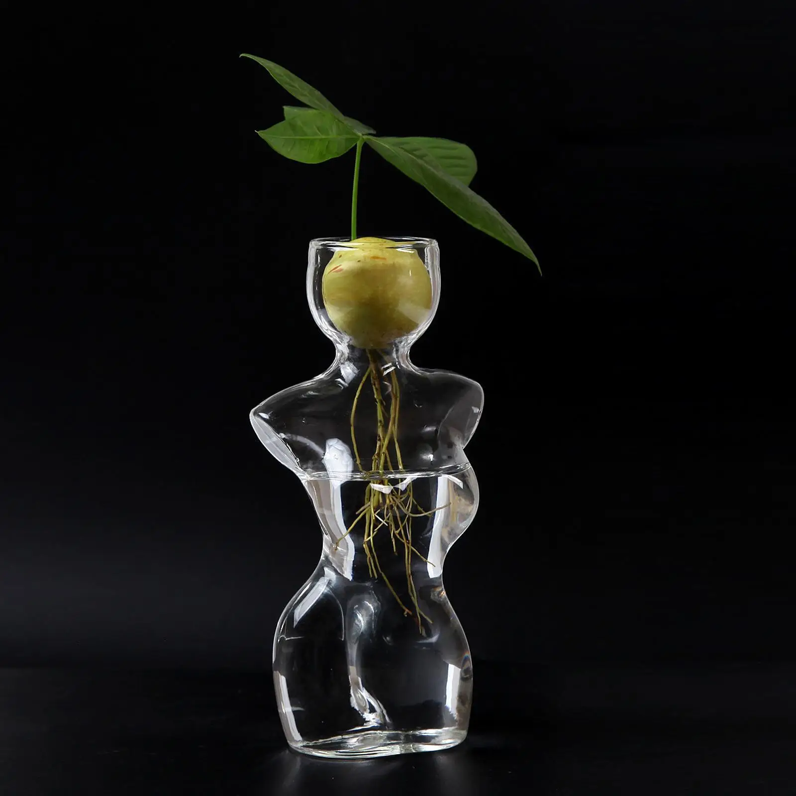Pequeño florero de inicio de semillas de aguacate, centro de mesa, flores decorativas, regalo, planta hidropónica, maceta de cultivo de árbol de aguacate transparente