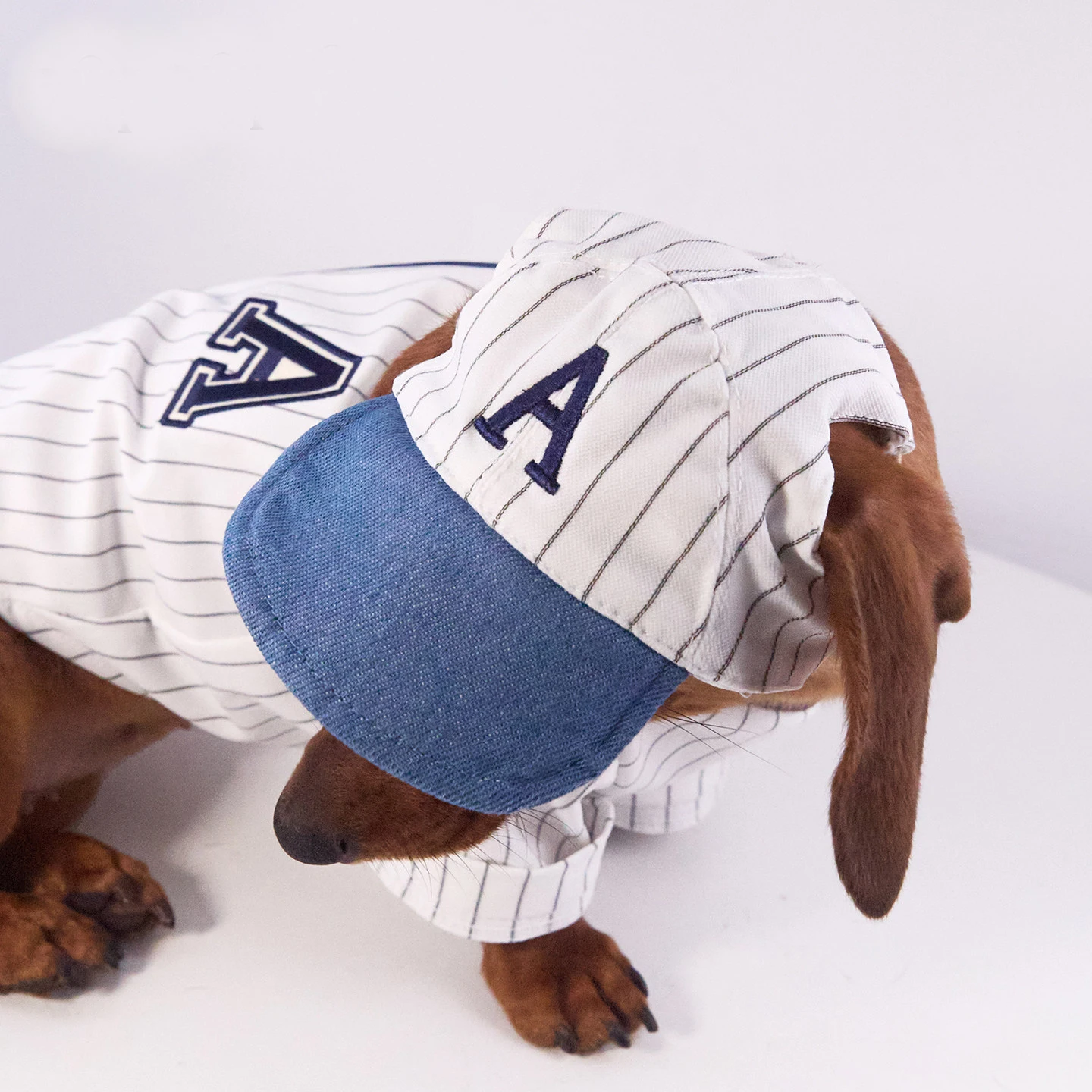 Conjunto polo a rayas con gorro para perros dachshund - imagen 3