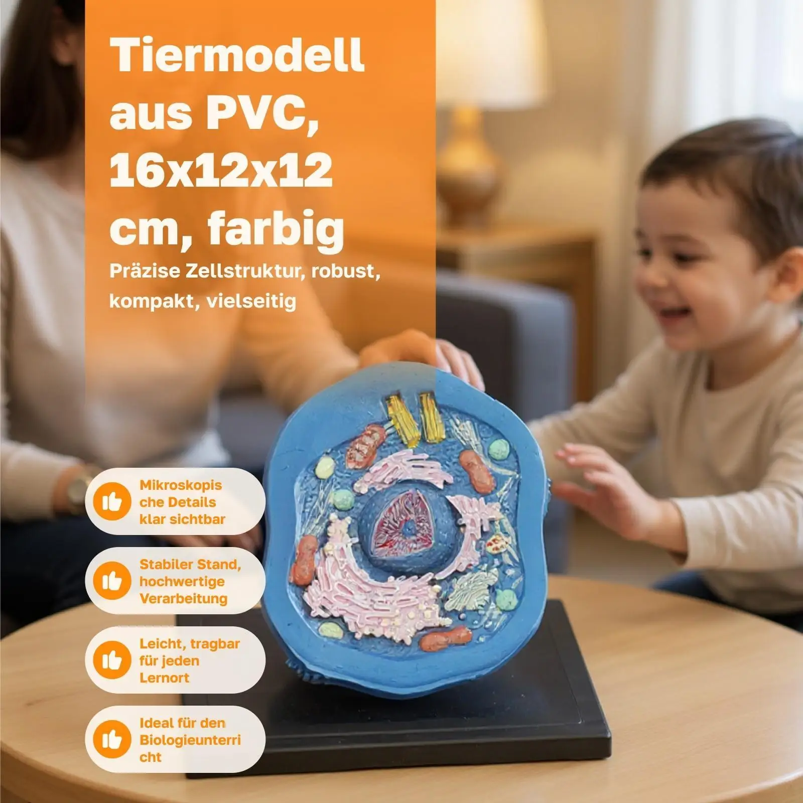 نموذج تشريح الخلوية الحيوانية مجموعات العلوم التعليمية مجموعات الجذعية نموذج تجريبي نموذج تشريحي لوازم التدريس للدراسة #6