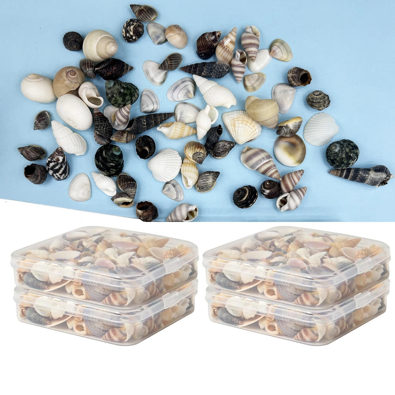 Petites coquillages de mer d'océan mélangés naturels, coquillages miniatures de plage, décoration de plage, artisanat pour projets d'art et d'artisanat, décoration de maison