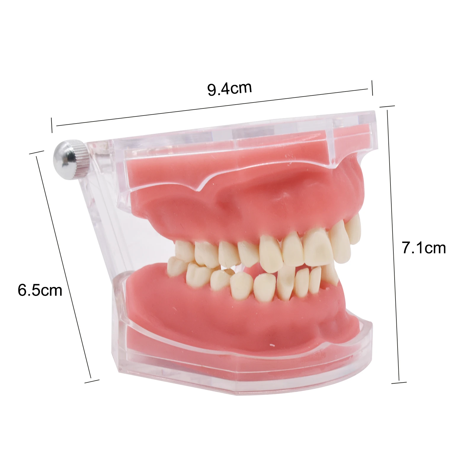 Dental Typodont Standard Teeth Models Study Teach Demo Soft Gum Removable Teeth Study teaching Model Adult Typodont up