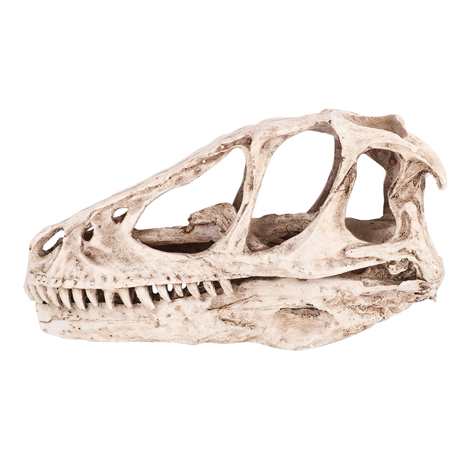 Resin Dinosaur Skull Model Simulated Animal Skeleton Home Office Decor Craft Teaching Prop