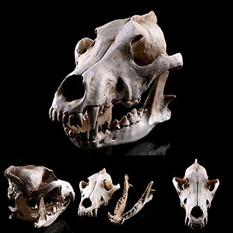 Wolf Skull Jewelry Resin Crafts Skull Head Props Decorative Ornaments Resin Head