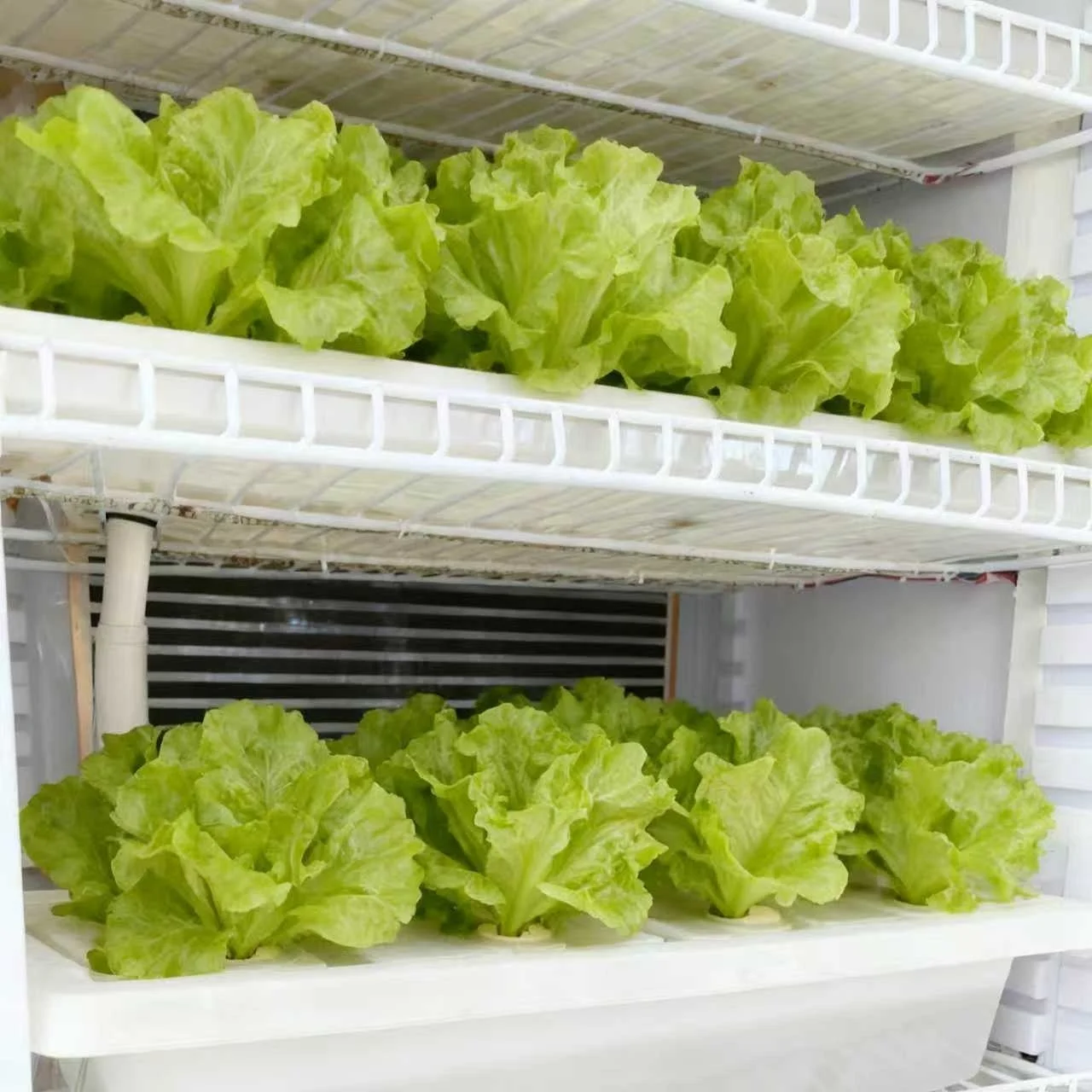 Indoor Plng System Large Capacity Vertical Hydroponic Grow Cinet for Home Use Plant Growth