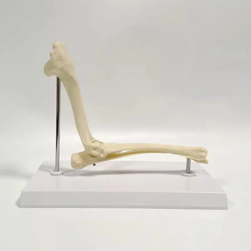 

Модель локтевого сустава собаки, модель ветеринарного преподавания, исследование, анатомическая модель структуры скелета животного