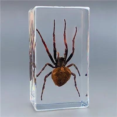 Real Insect Bug Specimen Taxidermia Clear Large Bug Epoxy Resin Spiders Beetles Large Insect Scorpion Specimen Craft Decoration