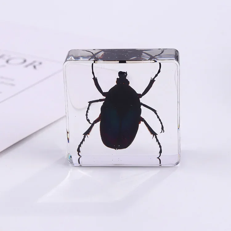 Vierkant insectenspecimen van hars, extra cognitieve leermiddelen, dierenspecimen, kunstmatig amber handwerkornament