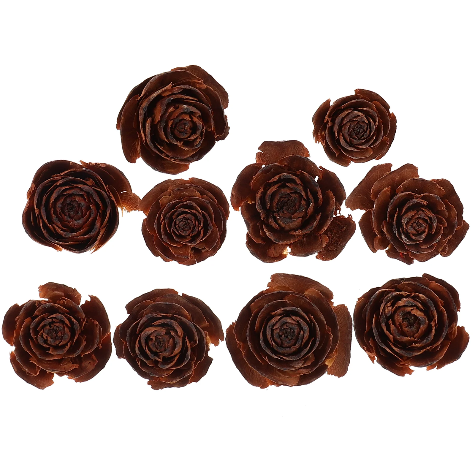 10 Pcs Pine Cone Natural Dried Flowers Fruit Herbarium Specimen Photo Frame Decoration Preserved (10pcs) Crafting Supplies Dry