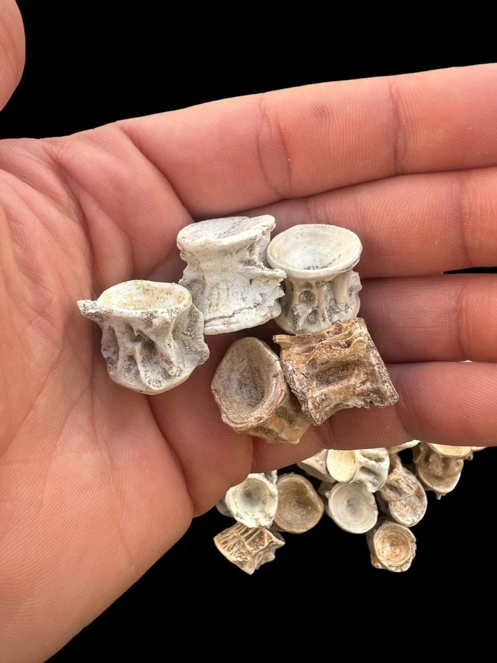 10 pieces Vertebrae Enchodus libycus from Morocco Vertebra fish