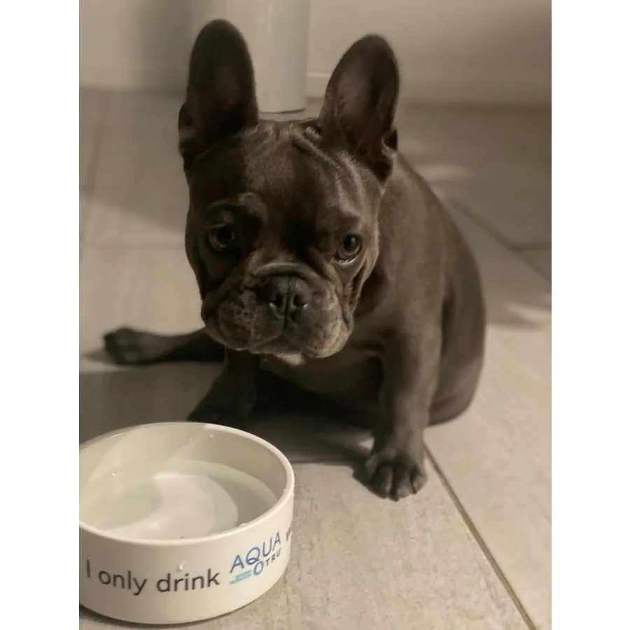 AquaTru Carafe Smart Countertop Water Purifier App-Connected 4-Stage Reverse Osmosis System with Glass Carafe Removes Forever C