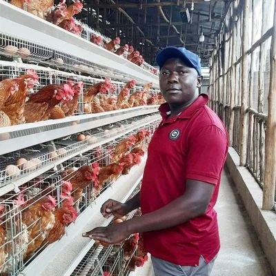 Automatic Egg Poultry Farming Equipment A-Type 3/4 Tiers Battery Layer Chicken Cage Coop Big Capacity Farm Raising Equipment