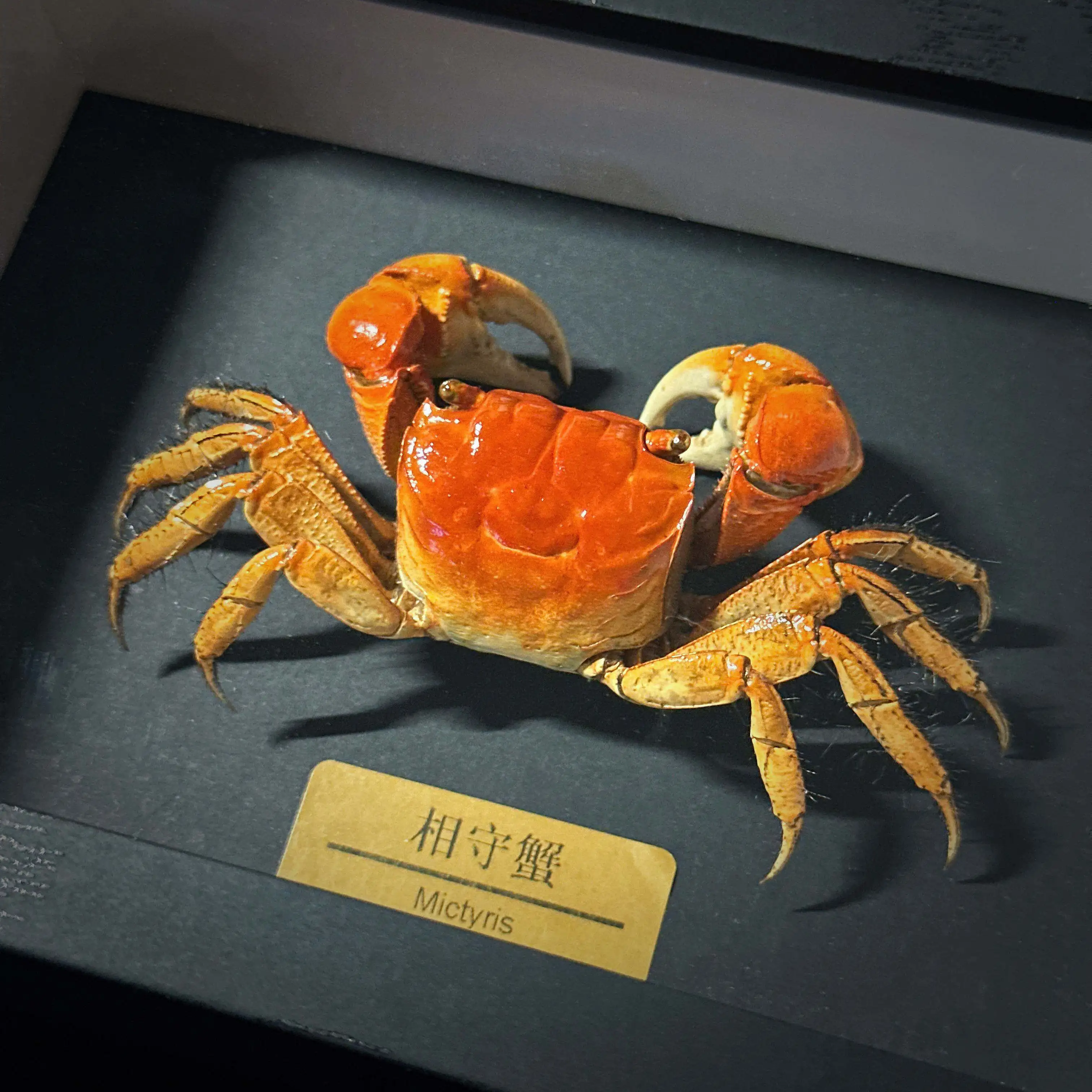 Real Crab Specimen in Display Frame, Mounted True Crab, Stylish Collectible Birthday Gift
