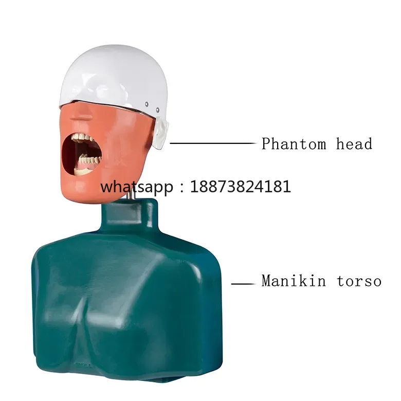 High Quality Dental Phantom Head Model for Training Dental Simulation Manikin Turbine Essential for Dental School Labs