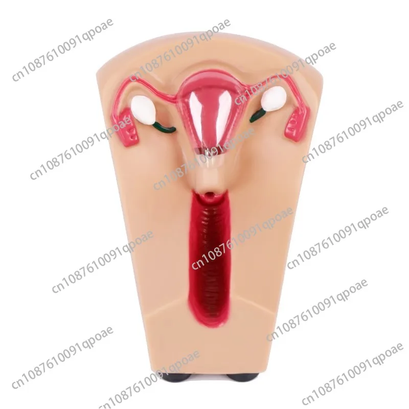 Female Intrauterine Contraceptive Device Model IUD Training Simulator