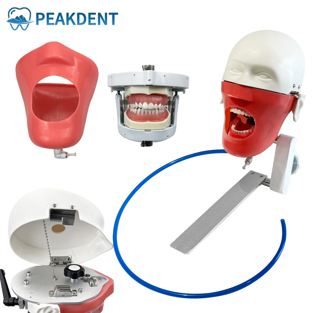 

Dental Simulation Head Mold with 28Pcs Teeth 360-Degree Adjustment Dental Phantom Head Model for Dentist Practice Demonstration