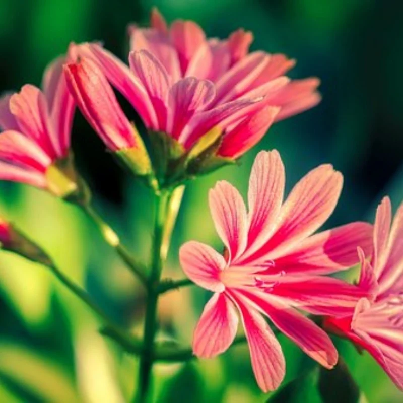 

4 шт. колеса для радиоуправления, шины 112 мм, 110 мм, клееная шина для колес, 12 мм, шестигранная адаптерная ступица для 1/10 радиоуправляемого автомобиля Short Course Monster Truck