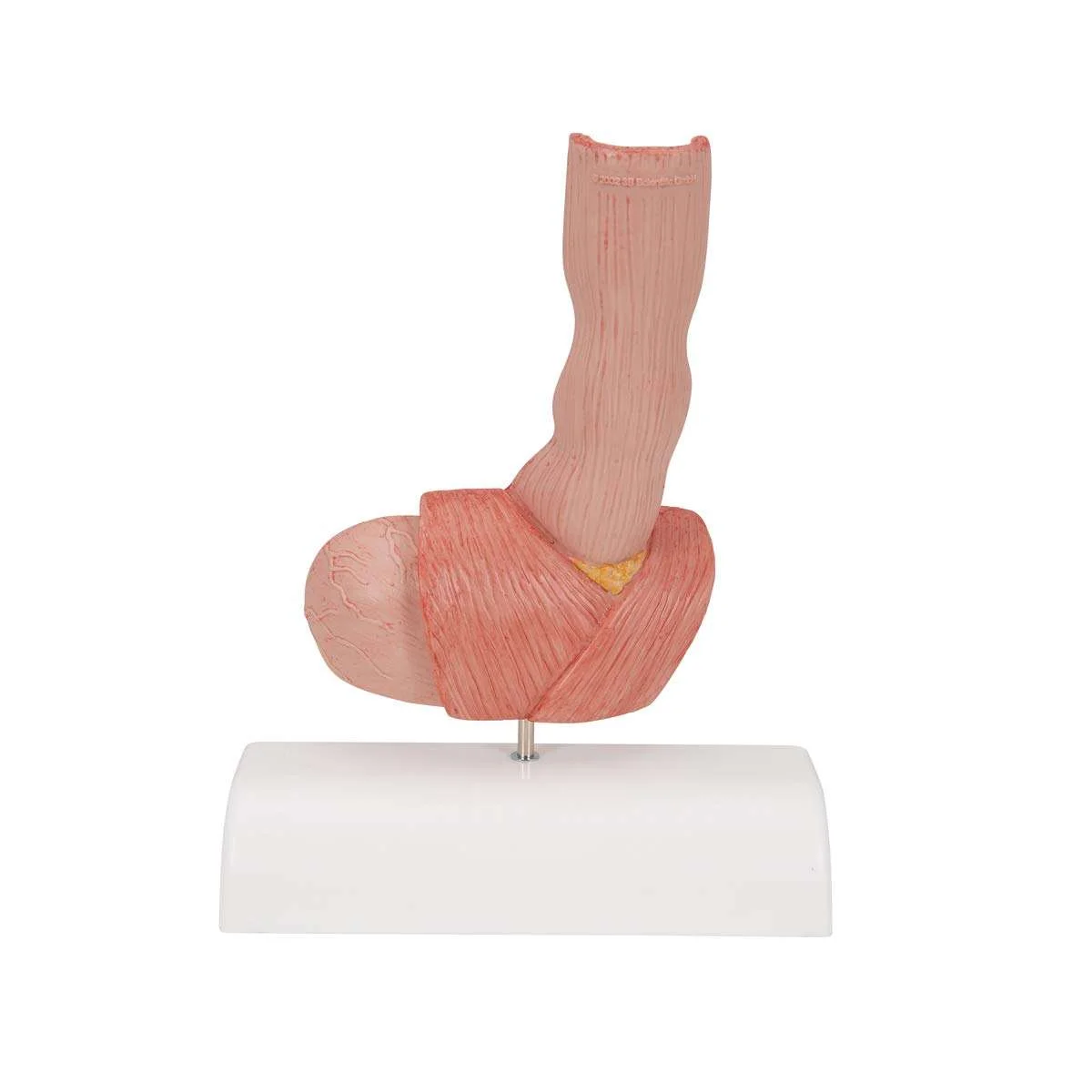 Medical Science Esophageal Diseases Principle Nursing Anatomy Model