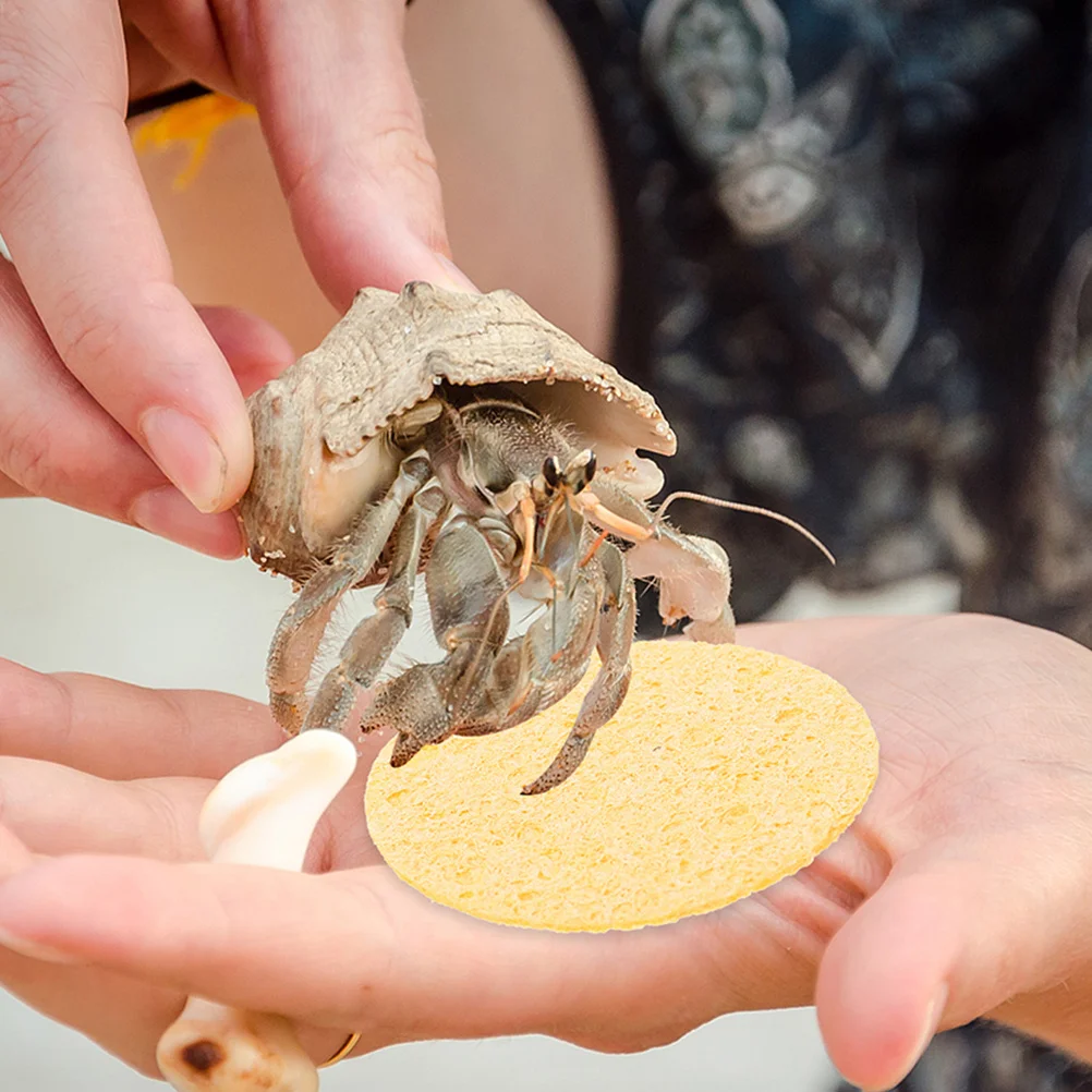 

10 Pcs Thin Sea Sponge Hermit Crab Dish Cleaning Sponges Fish Tank Humidity Supplies
