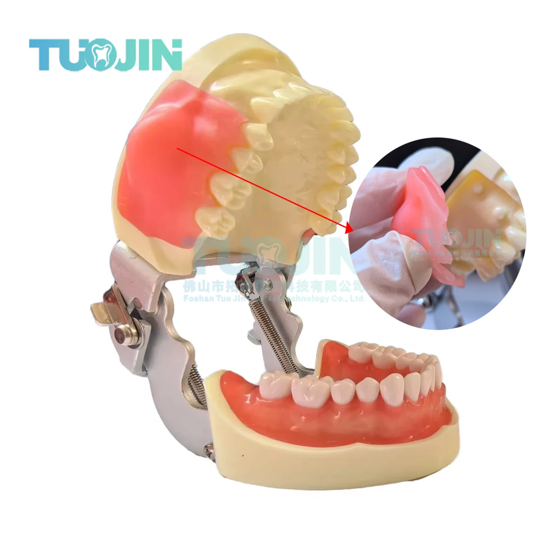 

Модель десенского киста 2025, новая демонстрационная экспериментальная модель полости рта, дисплей клиники