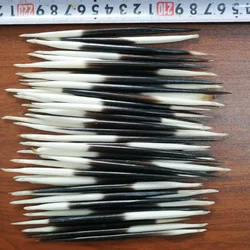 Real Porcupine Spike Soaking Wine, Medicinal Materials, DIY Crafts, High Quality Wild Handmade Fish Floating Home Decor