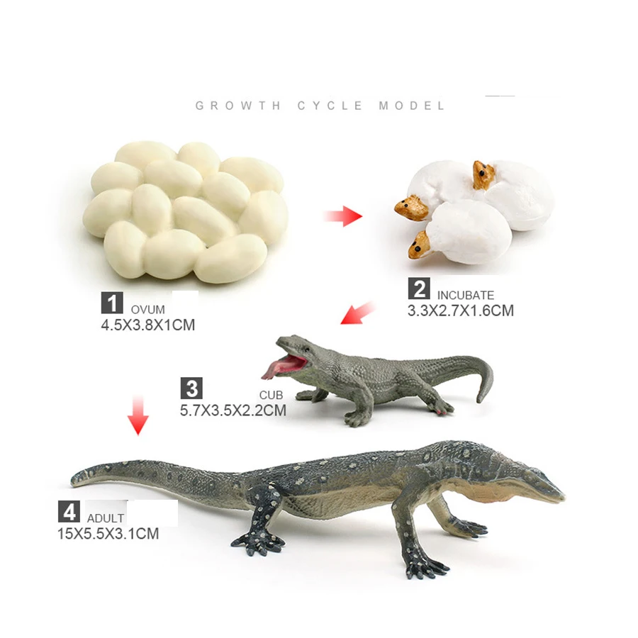 محاكاة الحرباء التنين الملتحي رصد السحلية Iguana دورة نمو الحياة الزواحف نماذج للحيوانات أرقام ألعاب تعليمية