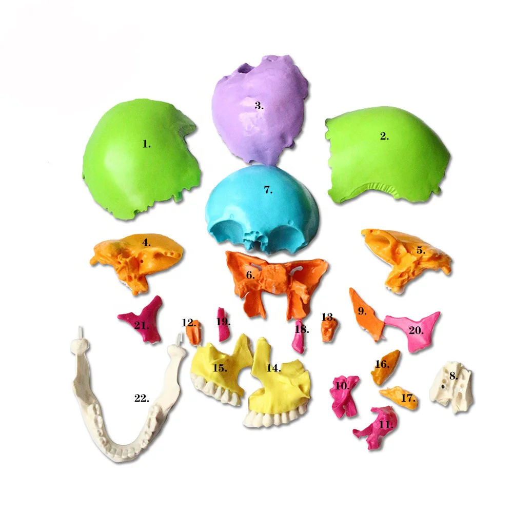 Disassembled Adult Osteopathic Anatomical Skull Model 22 Part 1:1 Life Size Didactic Colored Dental Power Human Medical