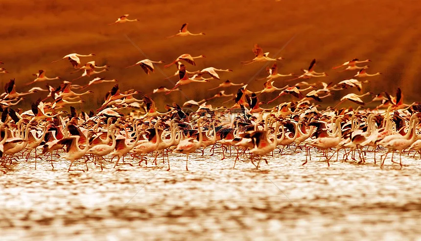 

Upgrade Metal Steering Rob,Aluminum Parts For SCY16101,16102Pro,16104ect