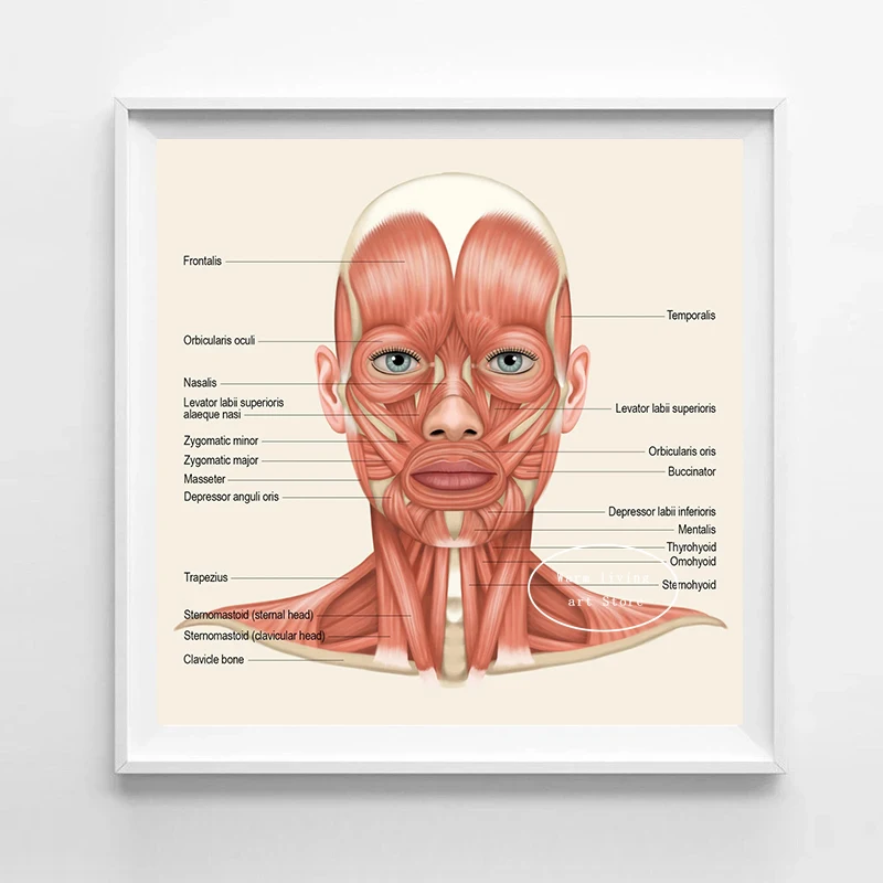 Face Muscles Anatomy The Neck Muscles Head Overview Art Medical Poster Canvas Painting Wall Art Prints Picture Home Clinic Decor