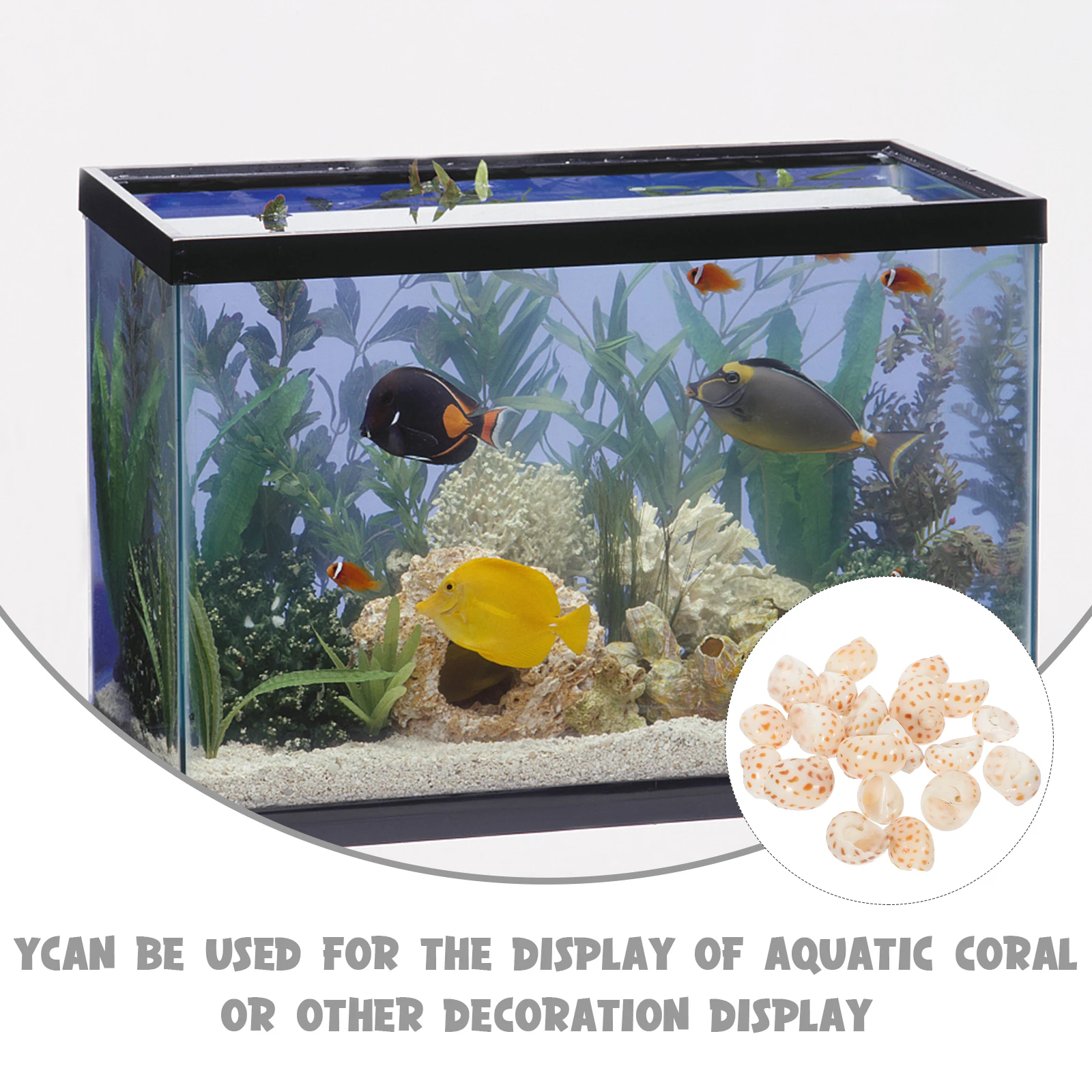 

20pcs DIY Small Flower Dotted Snail Crab Shell Aquarium Conch Decoration Fish Tank Ornament Natural Lifelike for Pet