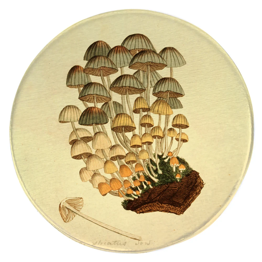 

HX Fashion Round Rug Flannel Mushroom Floor Mat Popular Science of Plant Fungi Carpets for Living Room Bedroom Dropshipping