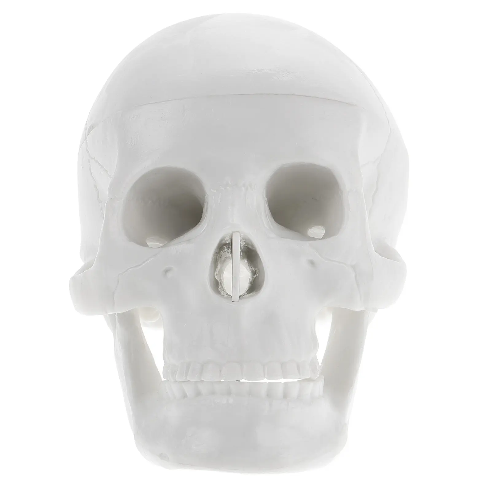Mini Skull Human Skull High Teaching Reference Halloween Party Drawing Decor Simulation