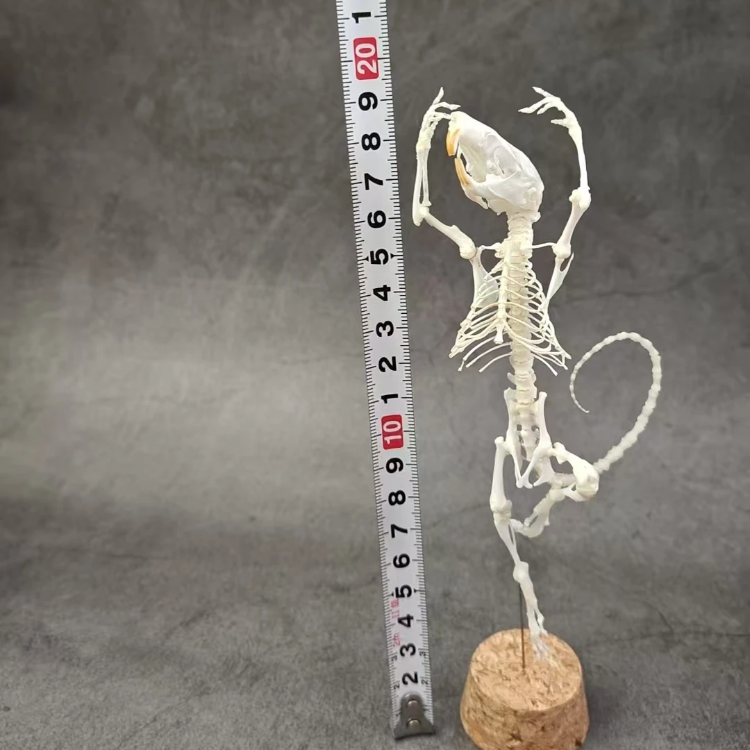 2048 Handmade Rodent Bone Craft Ornament Ballet Standing Pose Art Decor Vintage Dark Desktop Display Teaching Model Collectible