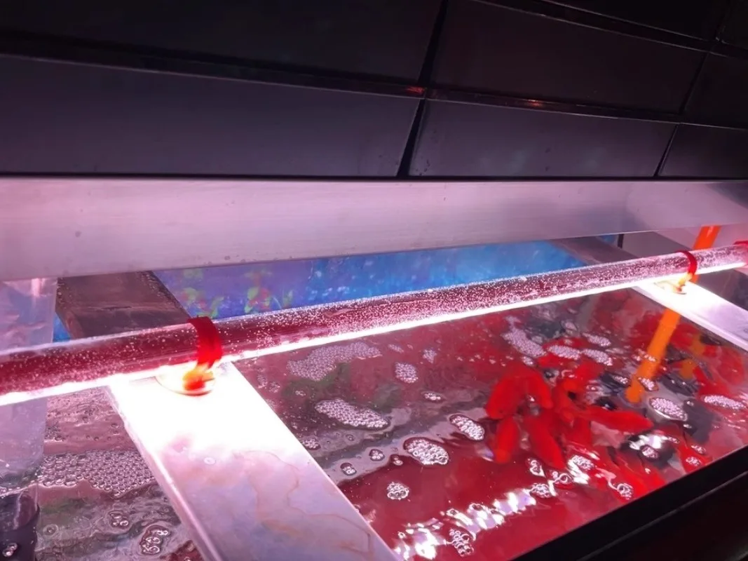 

Professioal LED Lighting Red Arowana Lamp Special Glass Brightened Color IP65 Diving Light 36/52/72/92CM Aquarium 5/6/15/18/20W