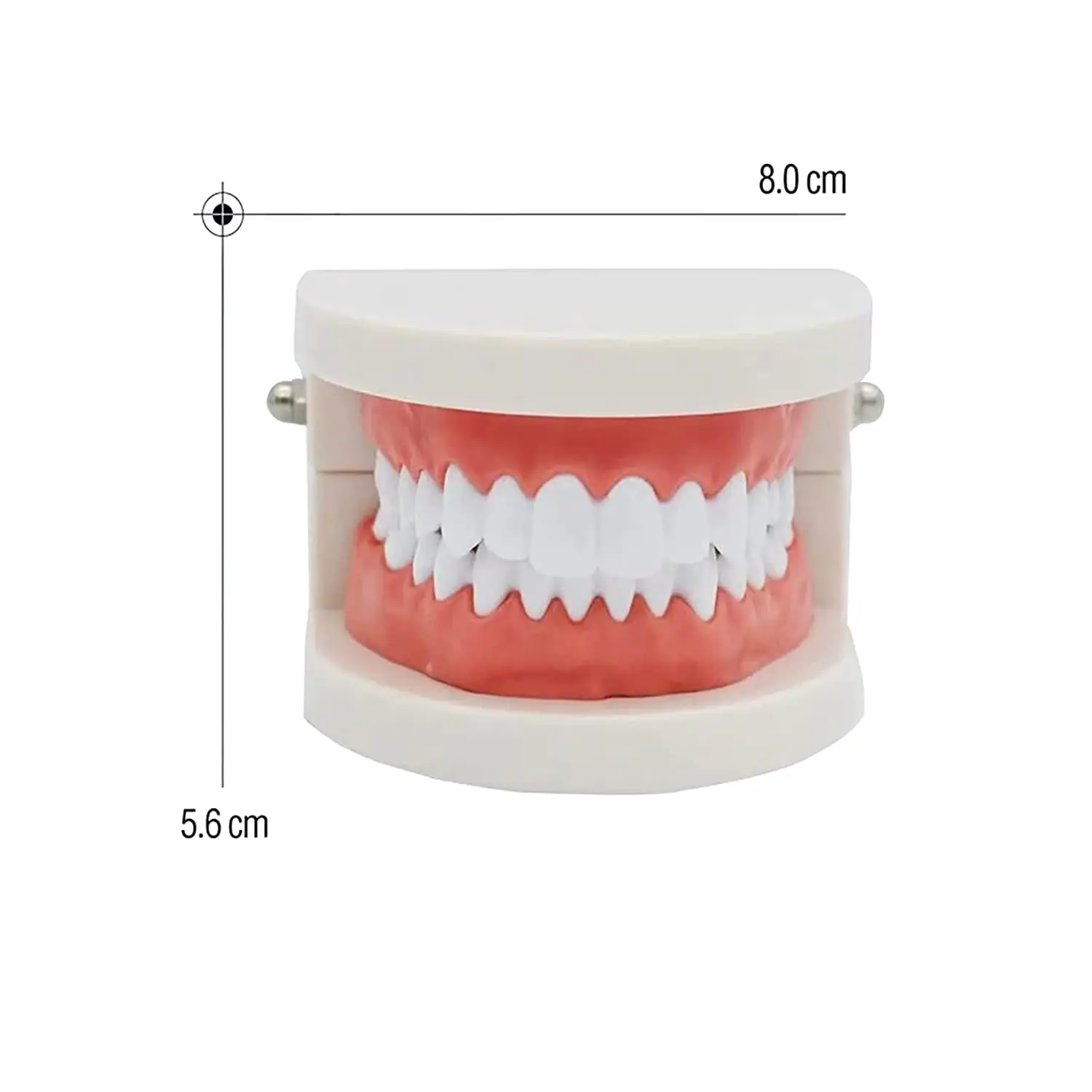 1PC Tanie standardowe plastikowe zęby Model nauczania stomatologicznego Model nauczania chorób Model dentysty Materiał