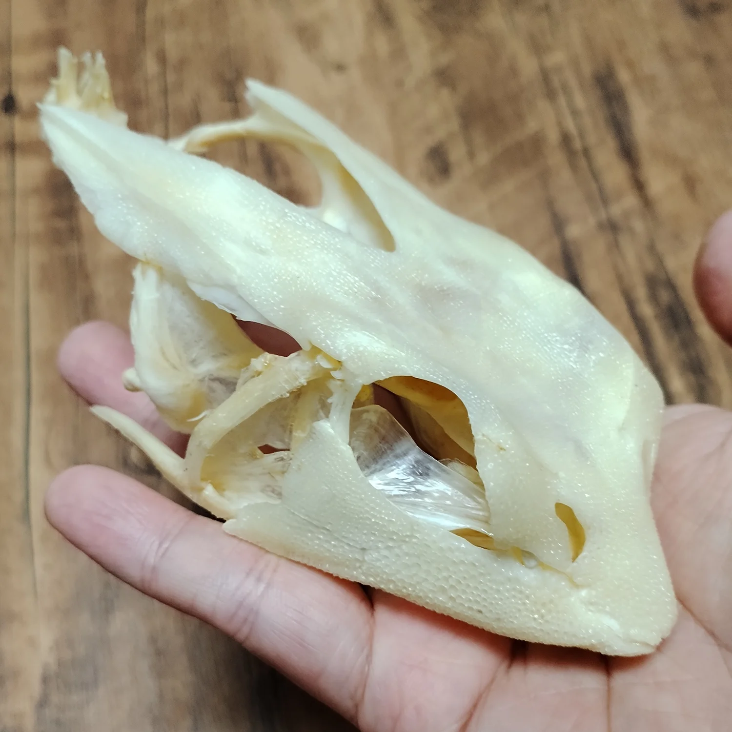 Real Dactyloptena Orientalis Skull Authentic Deep Sea Fish Specimen Fish Bone Animal Skeleton Taxidermy Science Education