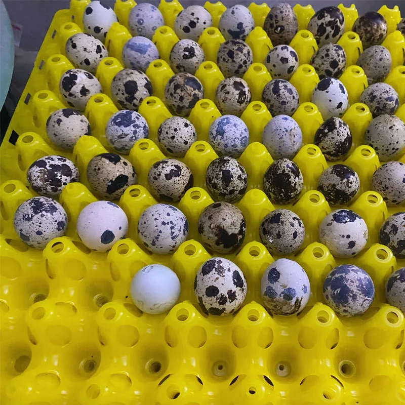 

5Pcs Plastic Quail Egg Tray, Pigeon Egg Holder, Bird Egg Crate, Plastic Quail Egg Tray with Dividers, Storage and Transport Case