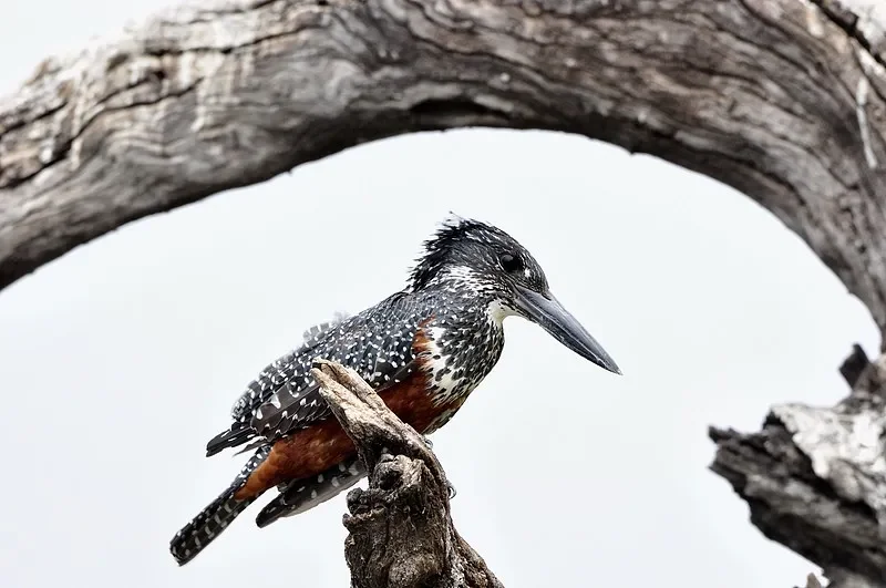 

SKYZONE SKY04O Pro FPV Goggles — OLED 1280x720, 5.8G 48CH SteadyView RX, DVR/Head Tracker для RC Drone