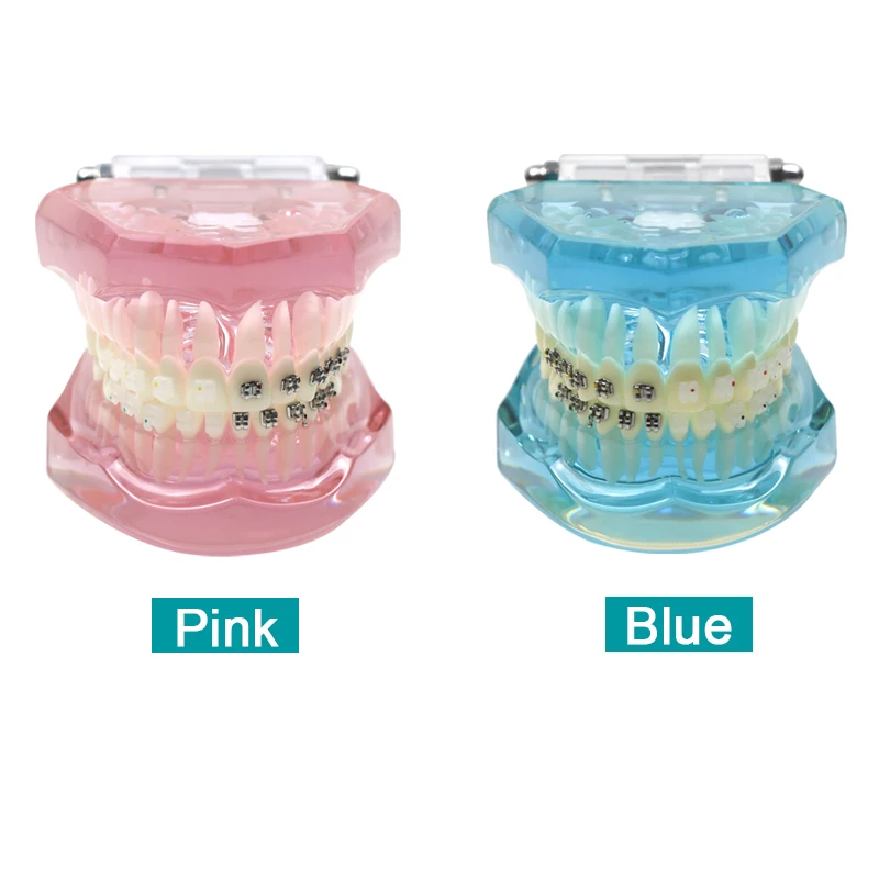 

Dental Orthodontic Model with Brackets Teaching Models for Student Learning Dental Instrument