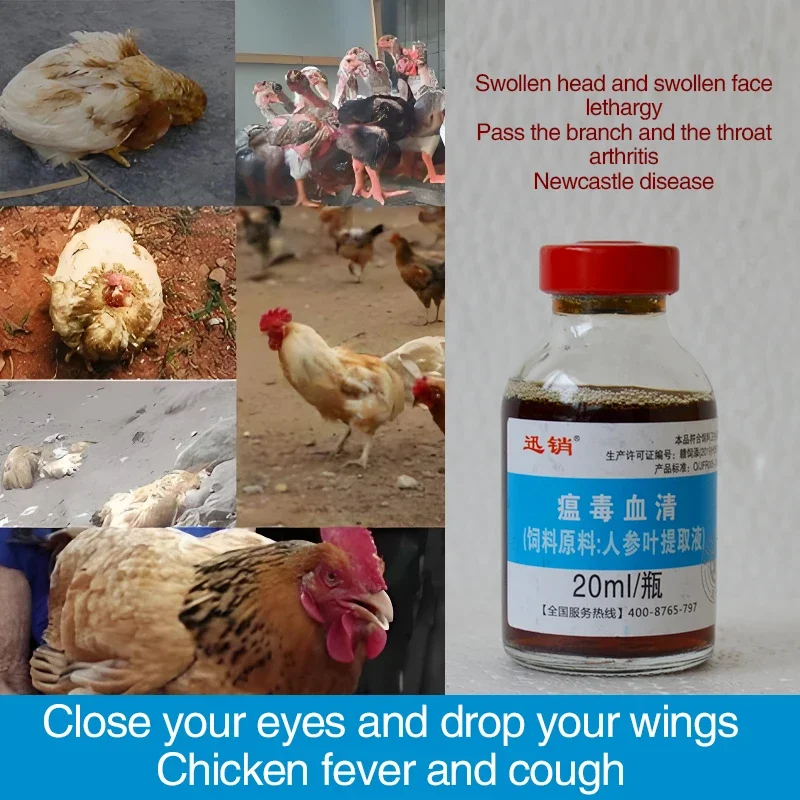 Poultry and livestock general chicken duck goose Newcastle disease head down closed eyes wings droop cattle and sheep spirit