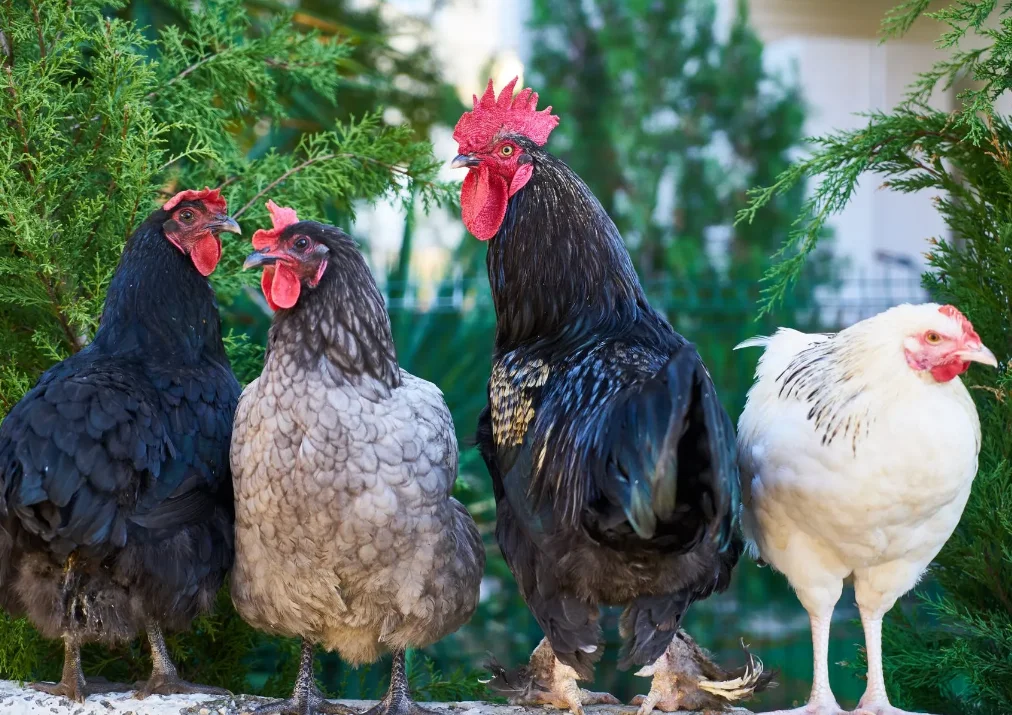 Gemfan Durable 2015 مروحة 2 بوصة ذات شفرات (مجموعة من 8) - عمود 1.5 مم، مناسبة لطائرات بدون طيار FPV الصغيرة