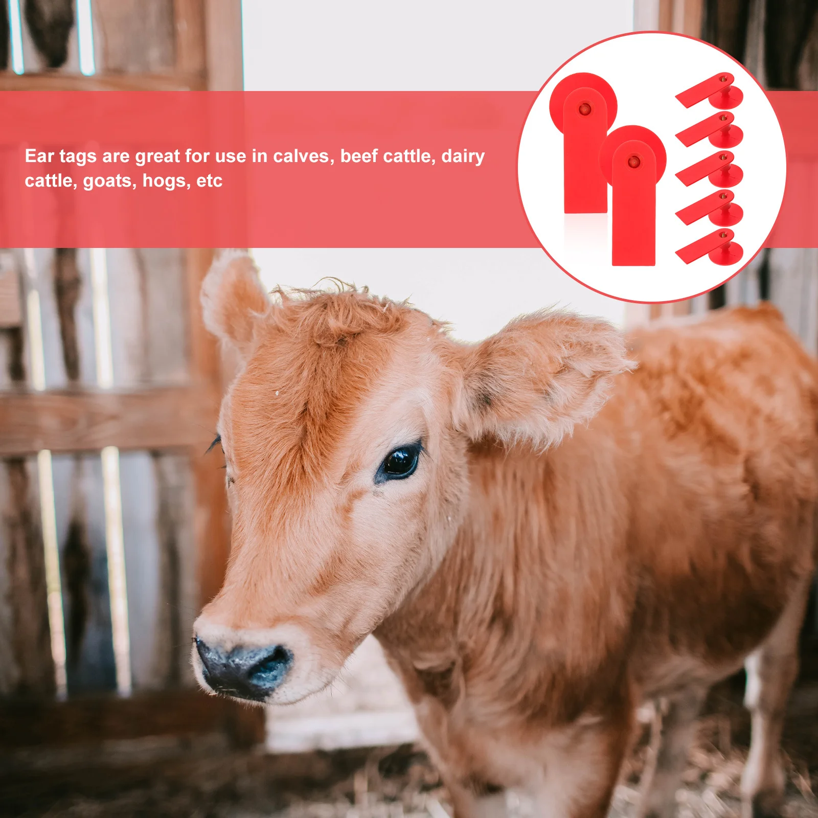 100 pcs Label Telinga Hewan Domba untuk Ternak, Label Ternak Kosong untuk Sapi, Babi, Label Ternak TPU Kosong untuk Penggunaan Anti-Pencurian dan Pembiakan