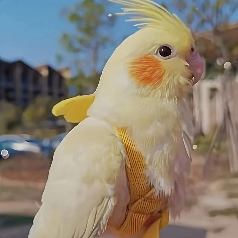 Parrots release rope, tiger skin, peonies, Xuan Feng birds use little angel suspenders to walk birds, pull and release ropes