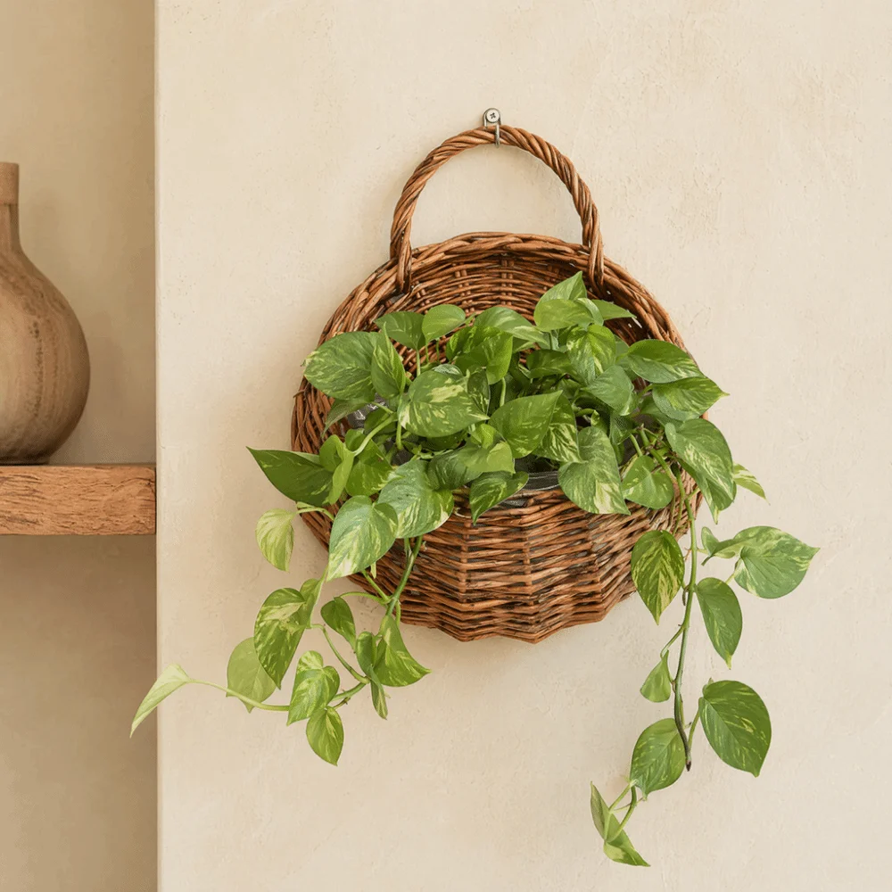 Vine Pot Handmade Rattan Planter Basket Wall Hanging Pastoral Flower Pot Woven Natural Woven Vase Indoor Outdoor