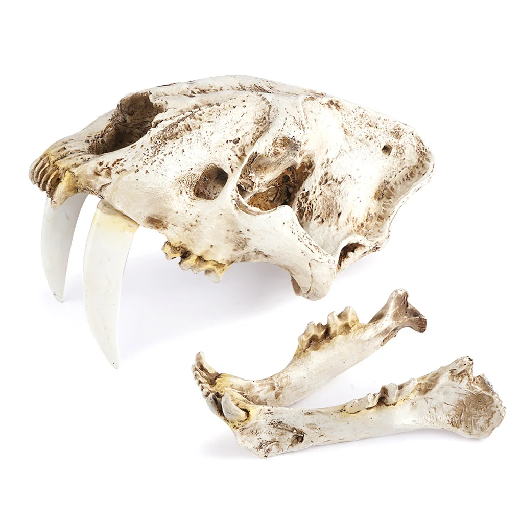 Resin Skull Decor Smilodon Saber Tooth Tiger Craft Figurines Home Bar Desk Gothic Style Teaching Prop for Halloween Party