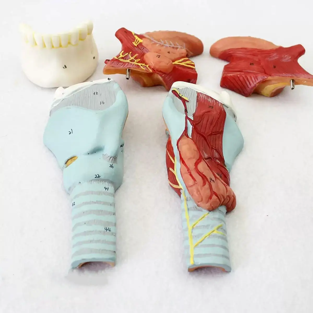 PVC Human Throat Tongue 5 Parts Model Medical Anatomical Models Teaching