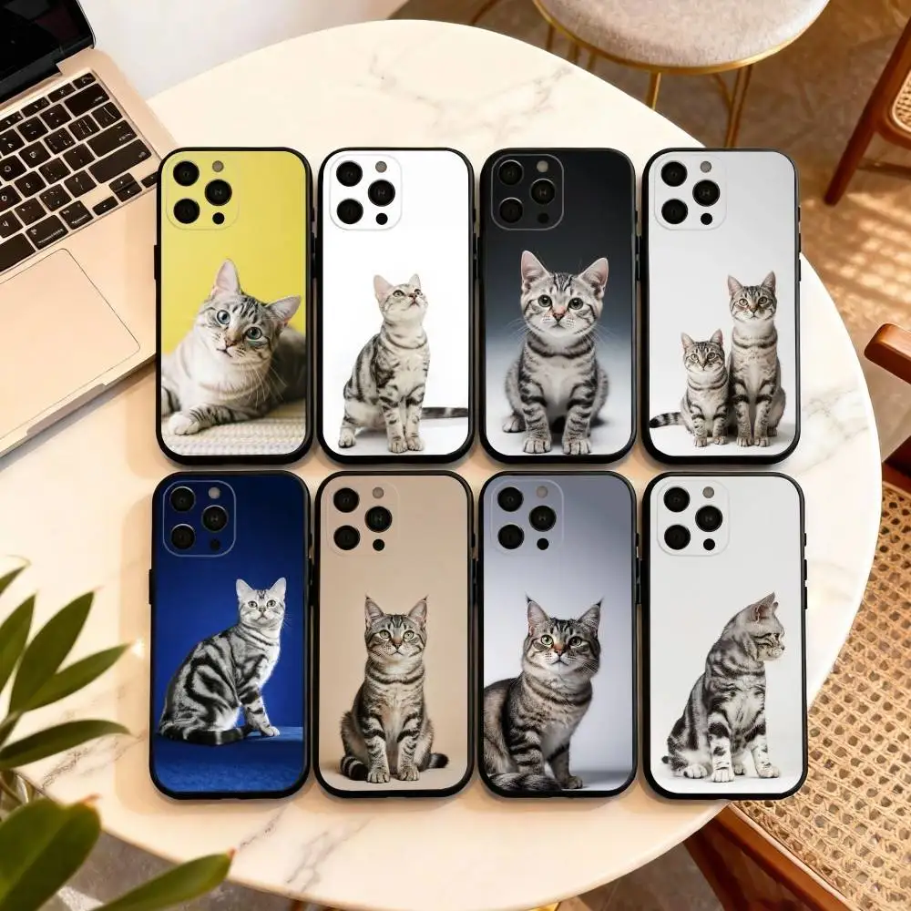 C-Cute American Sho…