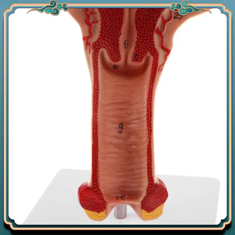 ABJG-2X 1:1 Human Female Uterus Ovary Fallopian Tubes Model Anatomical Human Anatomy Model Teaching Tools