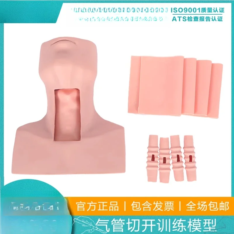 Tracheostomy intubation training model cricothyroid puncture tracheostomy intubation training model cricoid