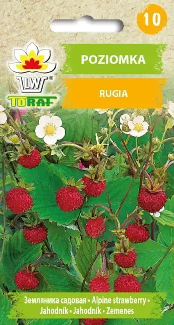 Graines de fraises Rügen 0,2g, variété répétée, fruits rouges aromatiques, fruits longs, pour jardin et culture en terre