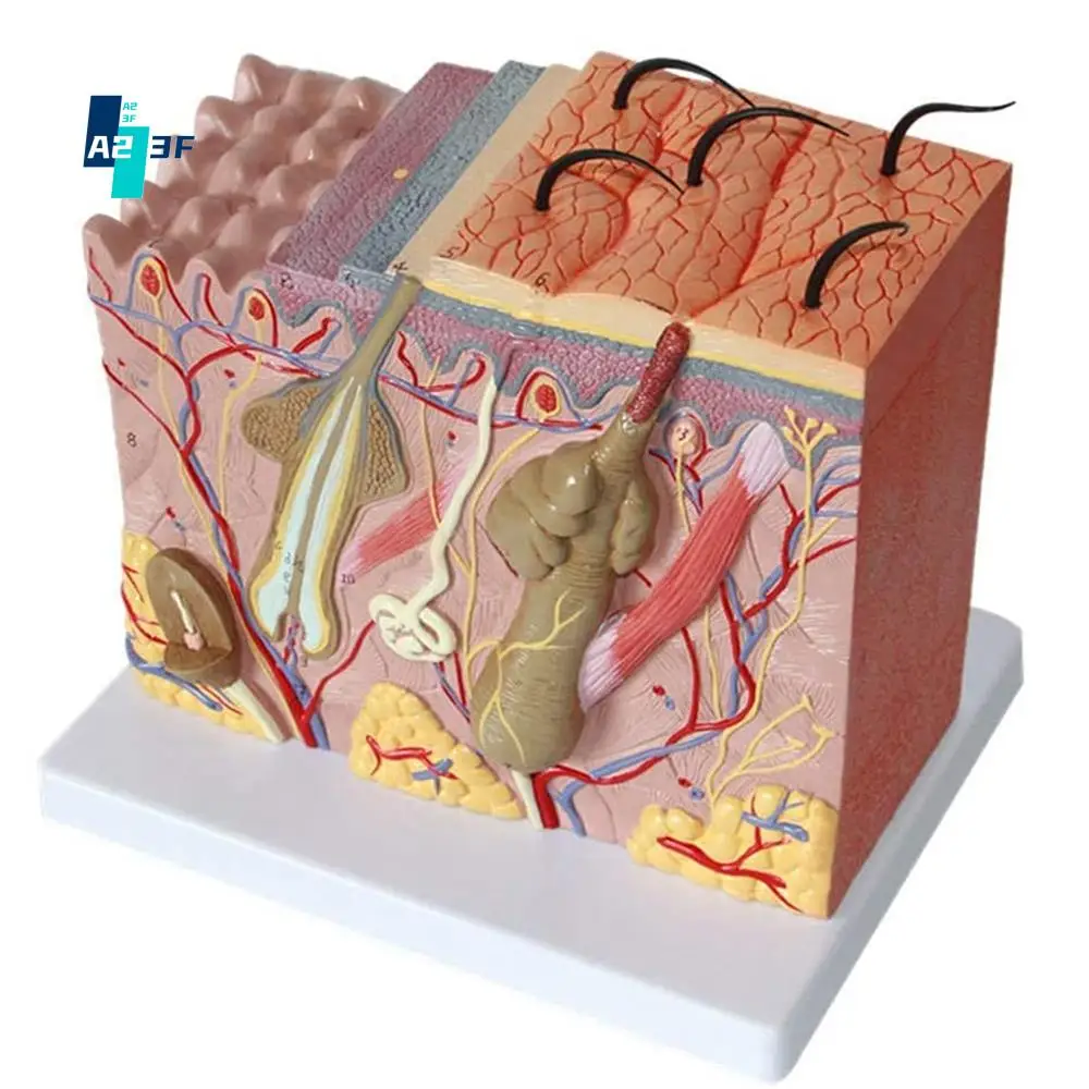 

A23F-Skin Model 50X Enlarged Anatomical Skin Model Anatomy Three-Dimensional Skin Model For Classroom Study Display Teaching